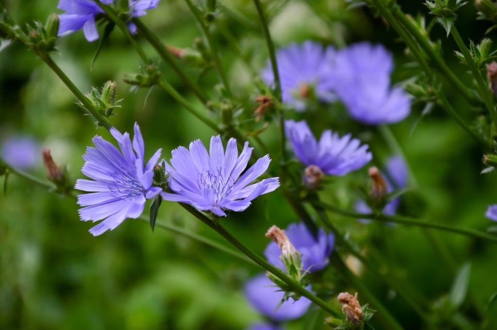 A blue chicory flower