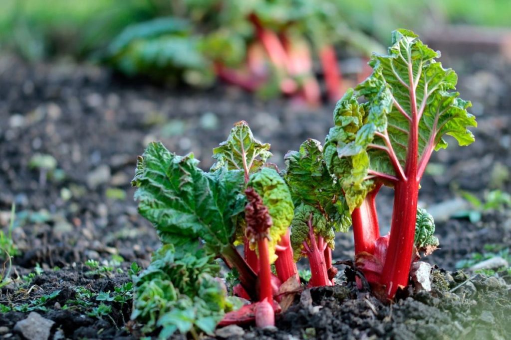 Rhubarb stems poking through soil