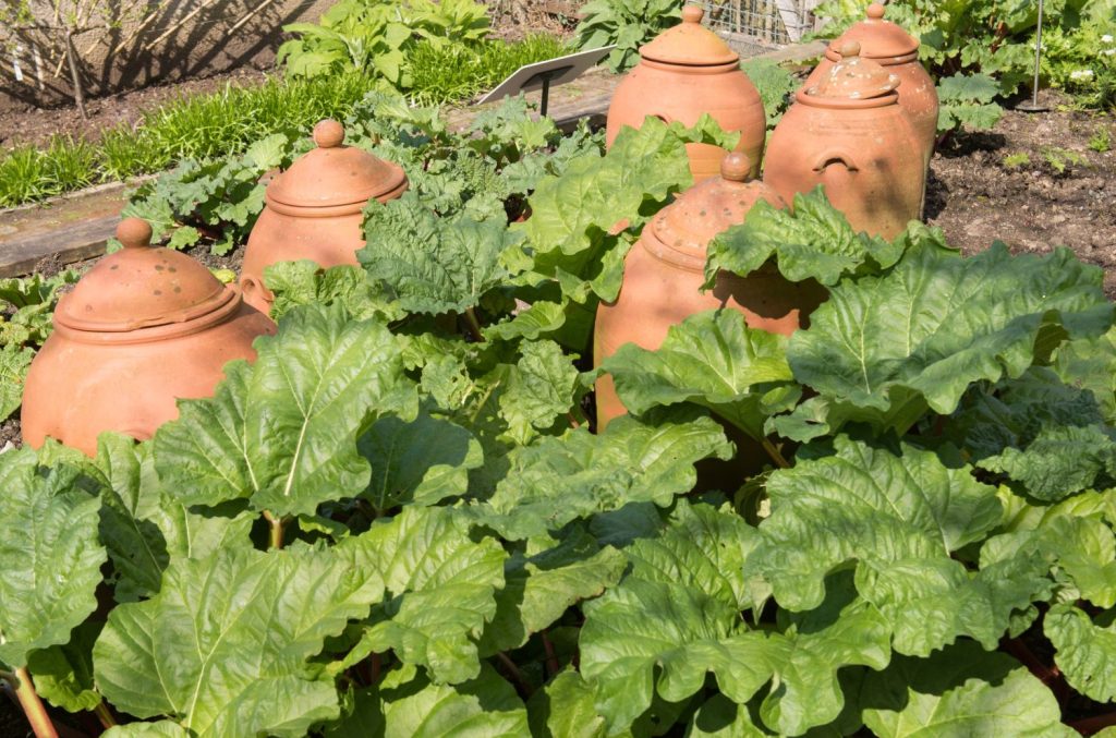 Terracotta forcing pots over rhubarb