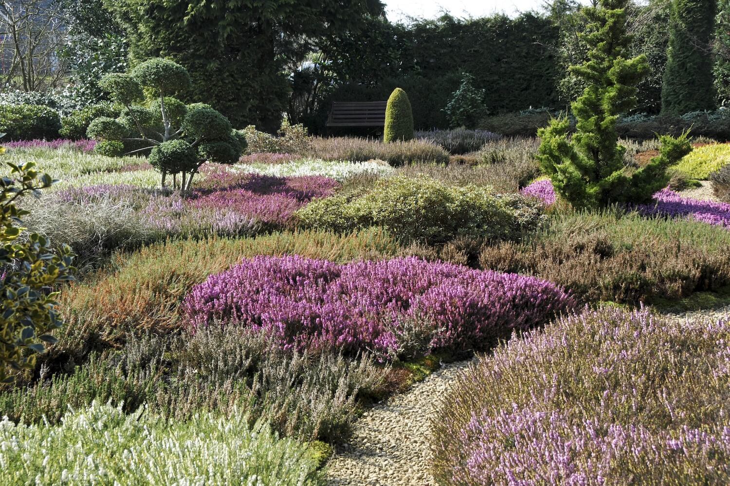 Heath and Heather: Captivating Ground Covers