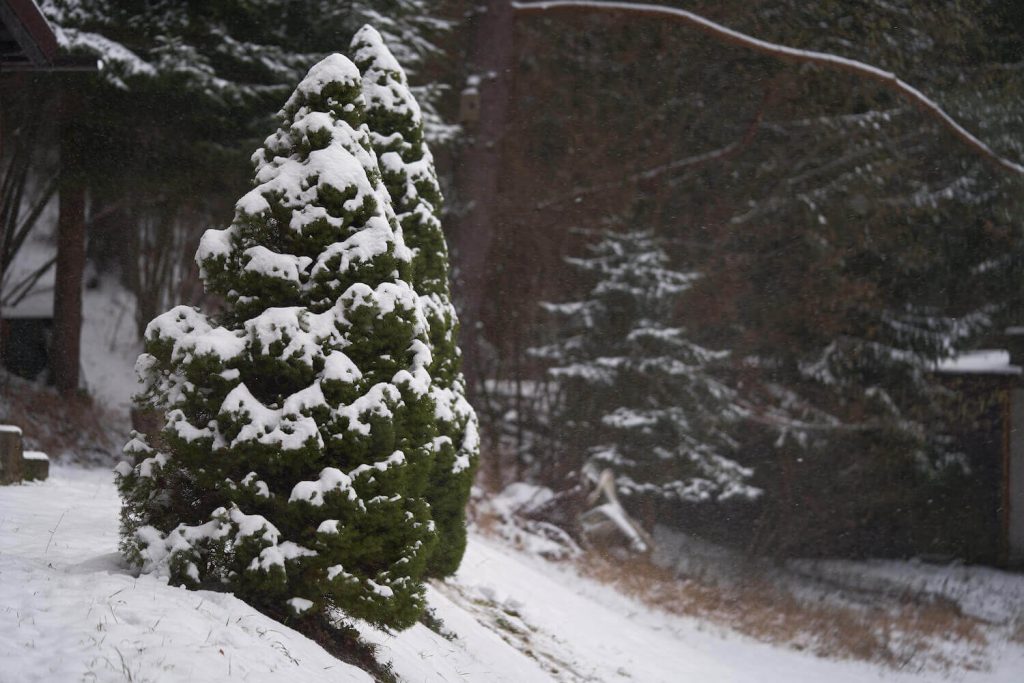 Alberta spruce during winter