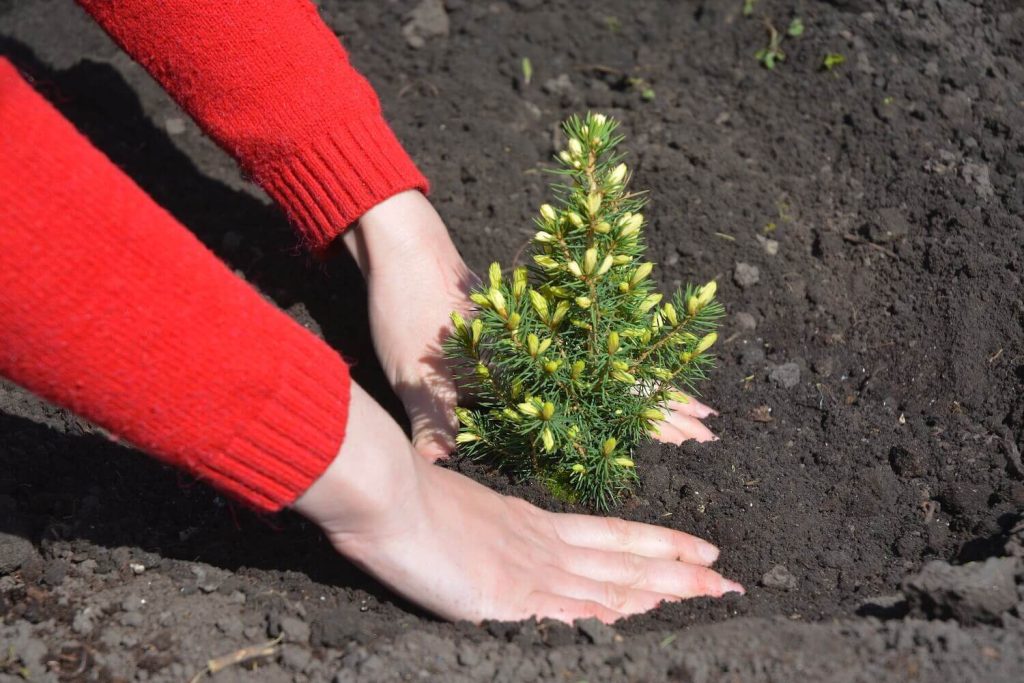 Planting an Alberta spruce seedling
