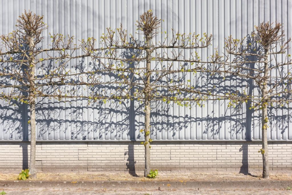 pleached tree screening