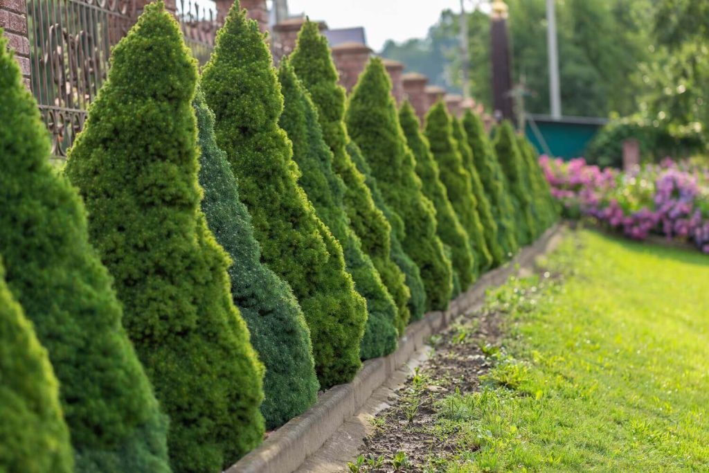 A hedge of Alberta spruces