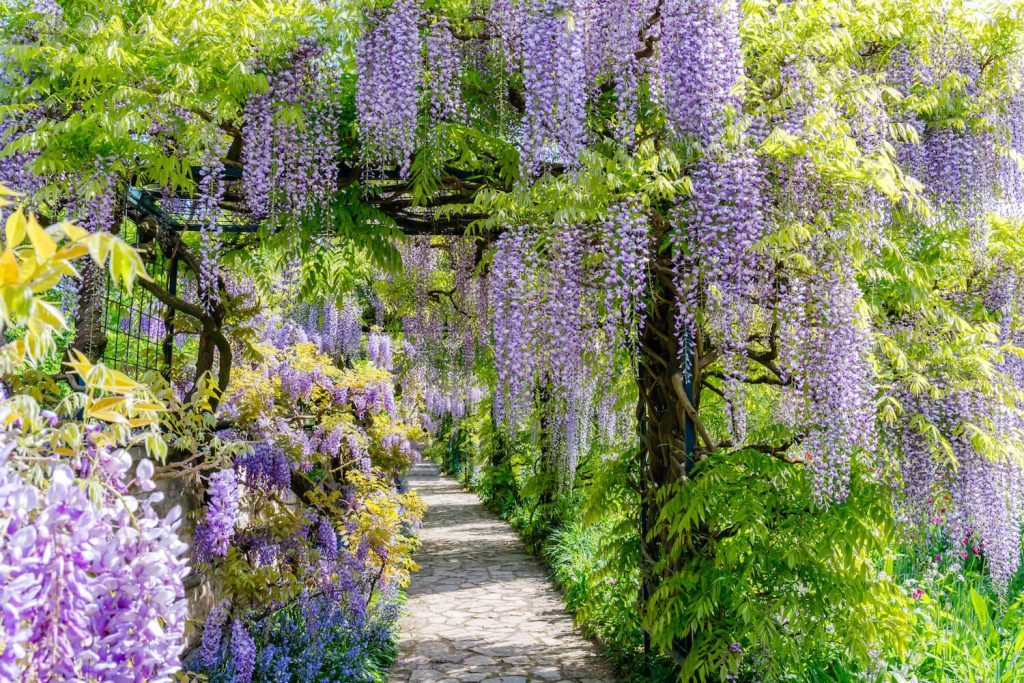Archway of purple wisteria flowers