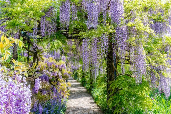 Wisteria types: the different varieties of wisteria