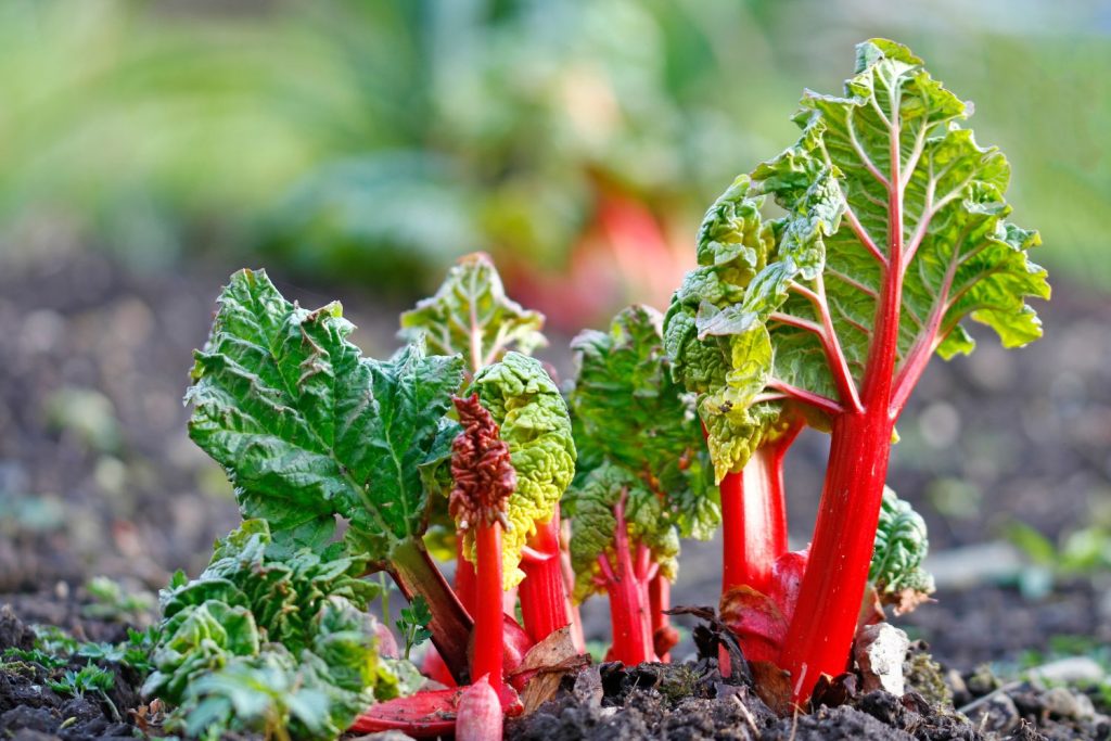 Young red stems of rhubarb