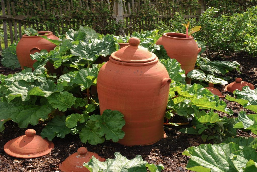 Ornate terracotta rhubarb forcing pots