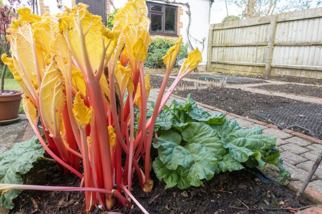 Pale stems of forced rhubarb