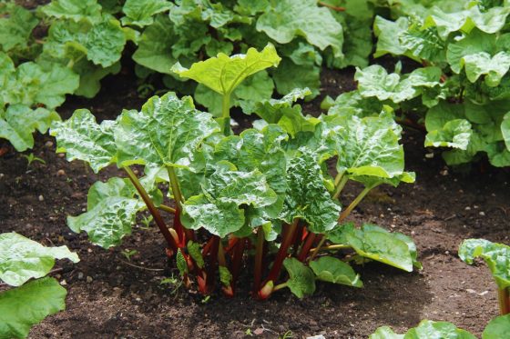 Rhubarb: flowers, toxicity & nutrients