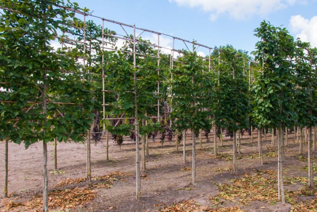 Rows of pleached trees