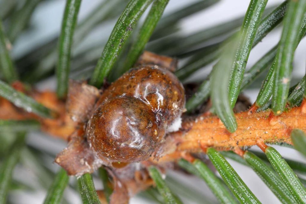 Alberta spruce infected with aphids