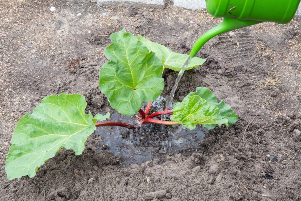 Watering rhubarb with watering can