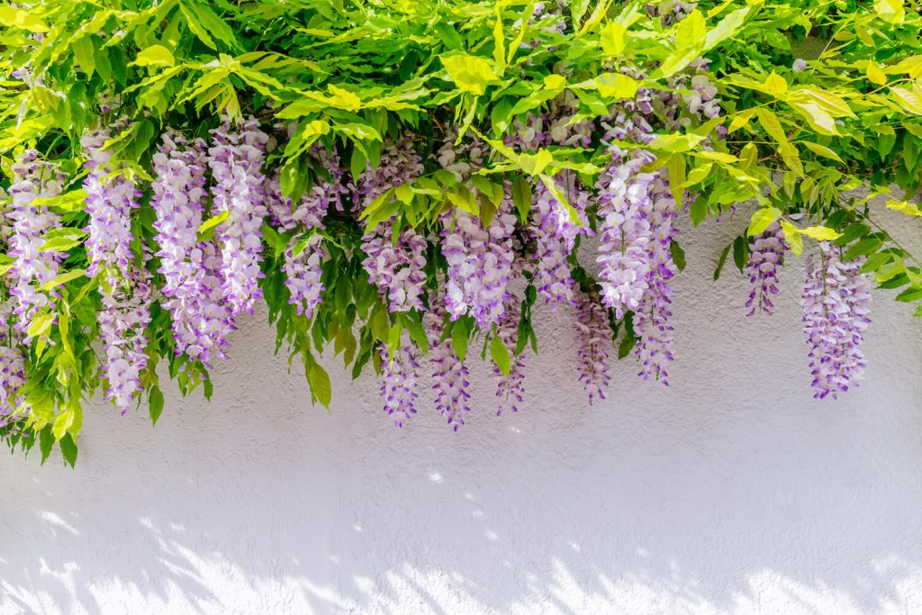 Pendant flowers and foliage of wisteria