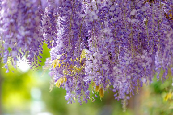 Is wisteria poisonous?