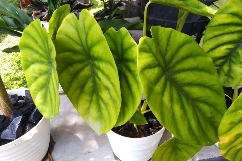 alocasia clypeolata plant