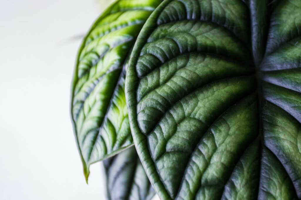 alocasia dragon scale leaf