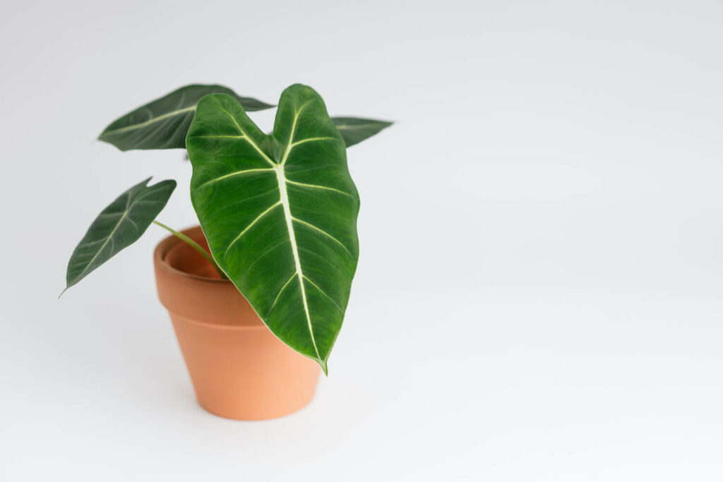 alocasia micholitziana plant