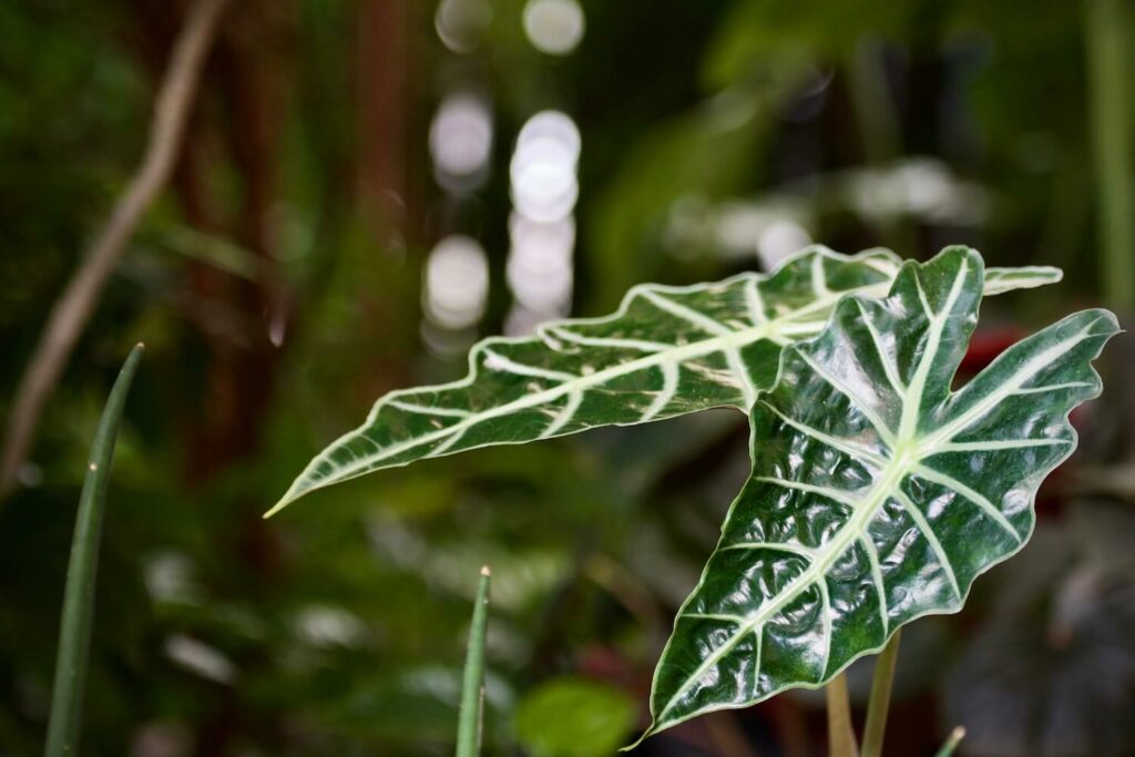 alocasia sanderiana leaves