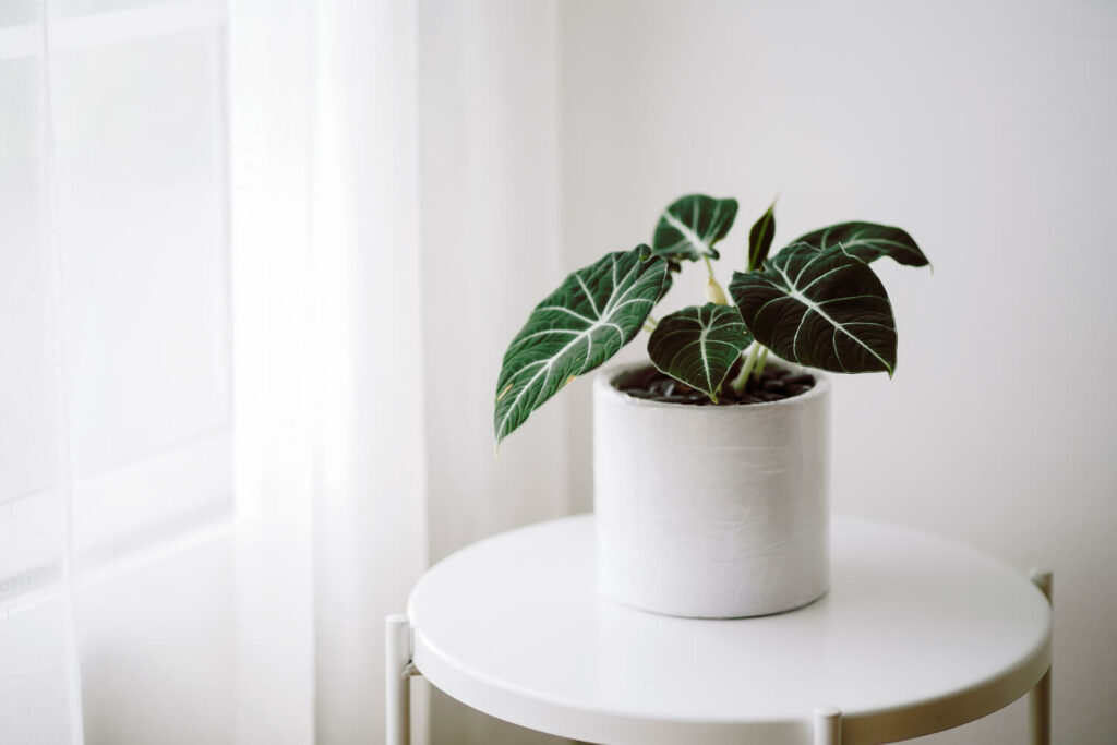 alocasia in a pot