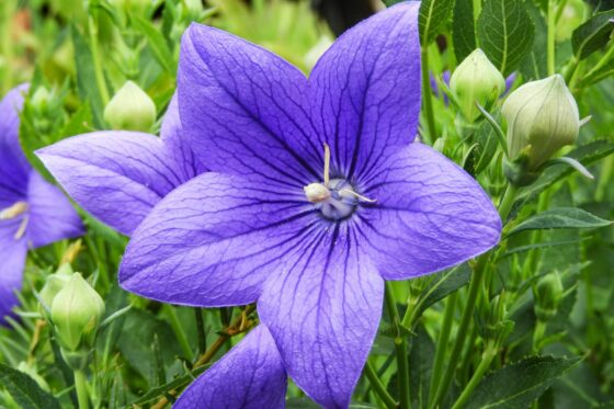 Balloon flower: plant, care & overwintering