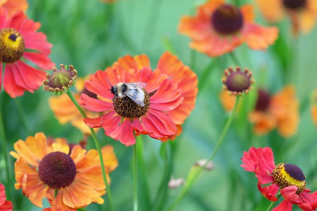 Close-up of bee on red-orange helenium flower