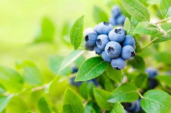 Blueberries: profile, origin & winter hardiness