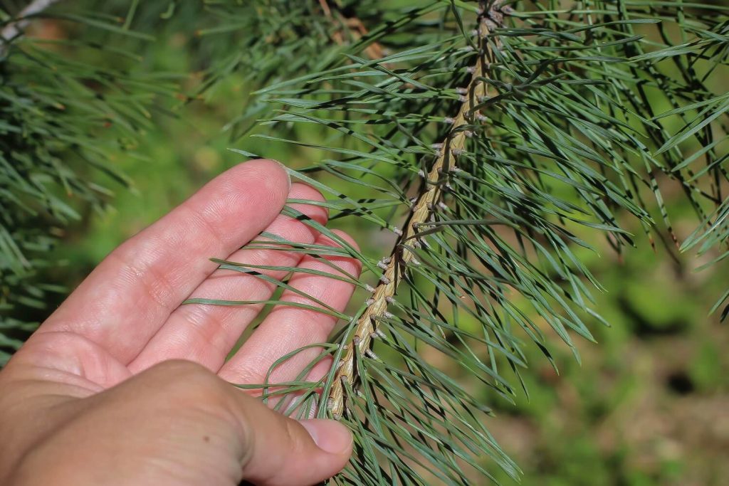 Bosnian pine needles