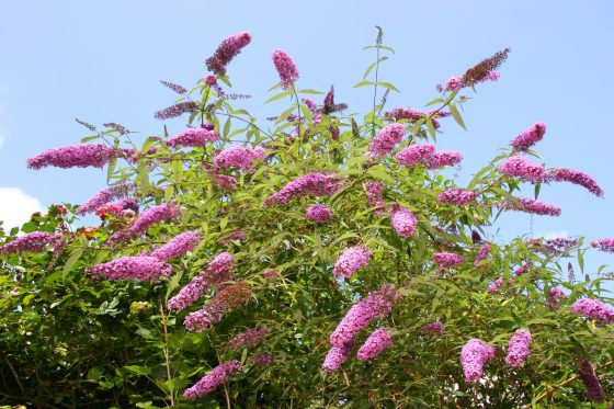 Buddleia: description, flowering time & winter hardiness