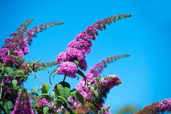 Buddleia care: fertilising, watering & common diseases