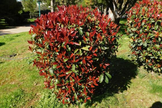 Photinia: how to grow and care for photinia trees & hedges