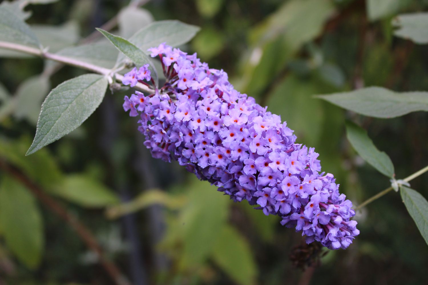 Buddleia: profile, flowering time & overwintering - Plantura
