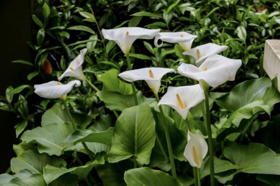 Calla lily: profile, plants & propagation