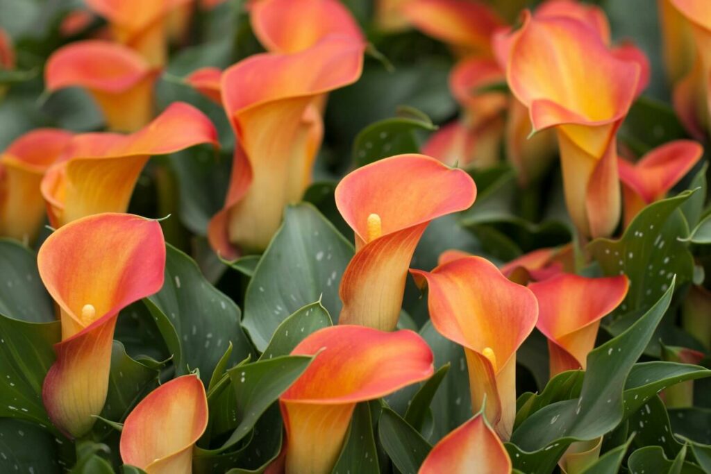 Orange blossom calla lily