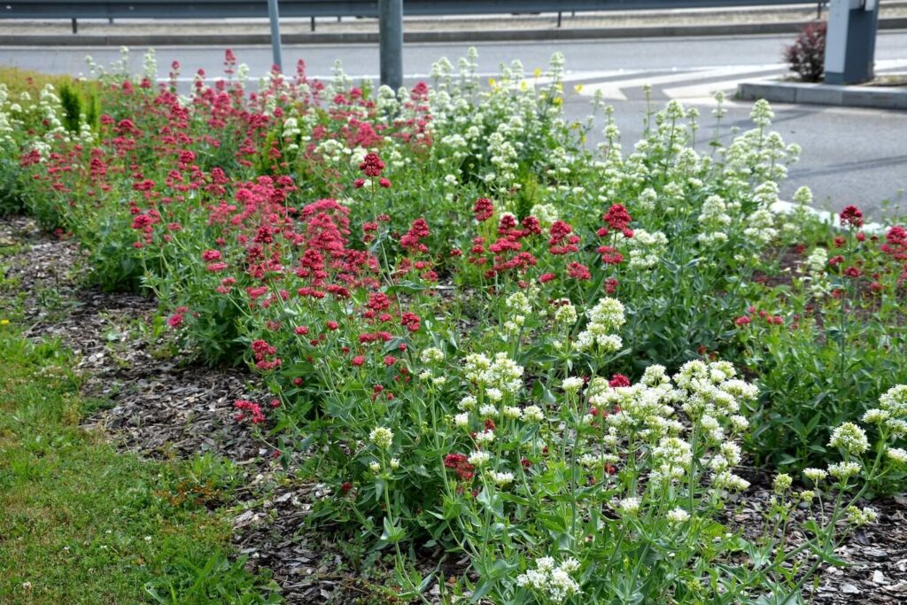 Centranthus ruber in red and white