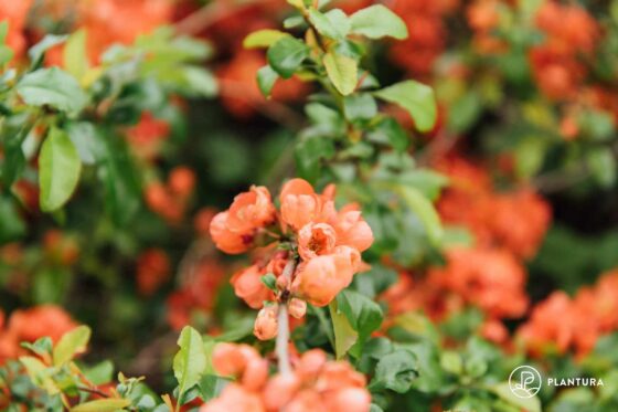 Japanese quince: care, propagation & varieties