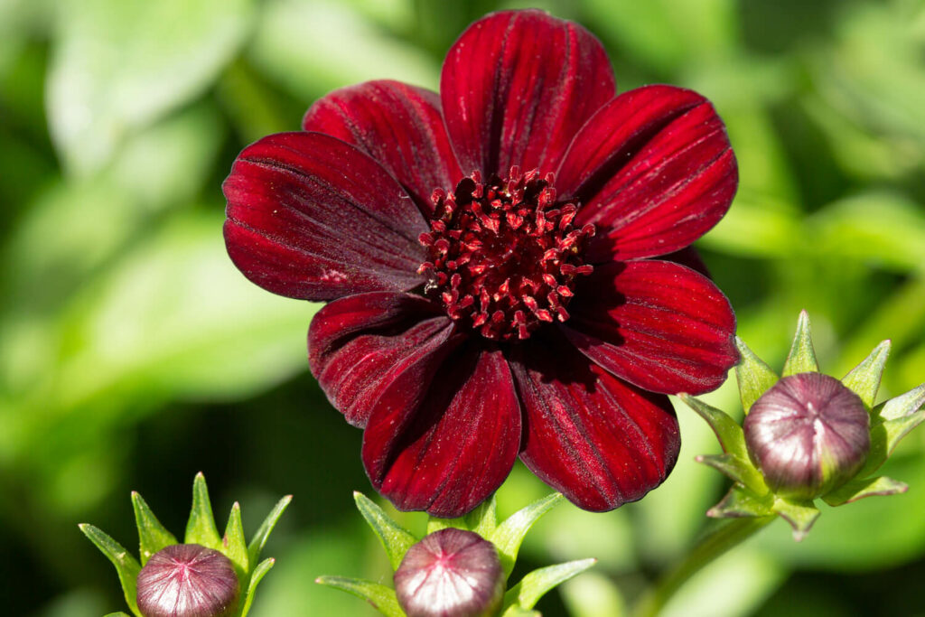 chocolate cosmos flower