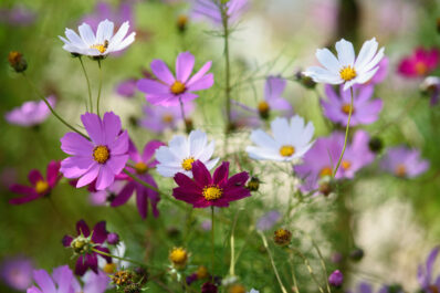 Cosmos: profile, propagation & toxicity