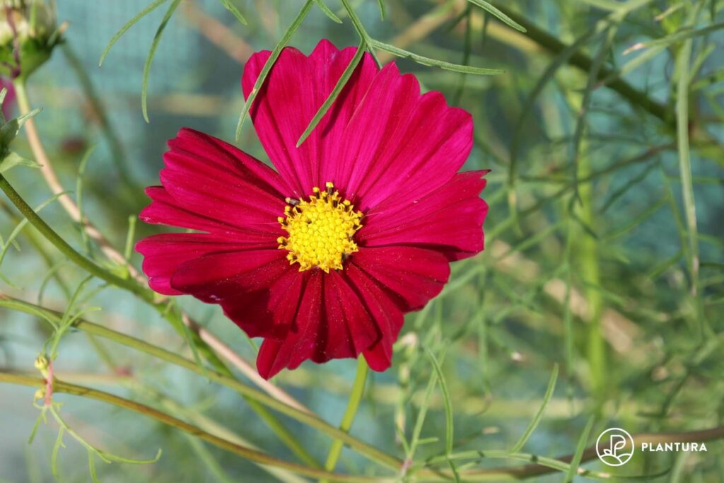 Cosmos flower