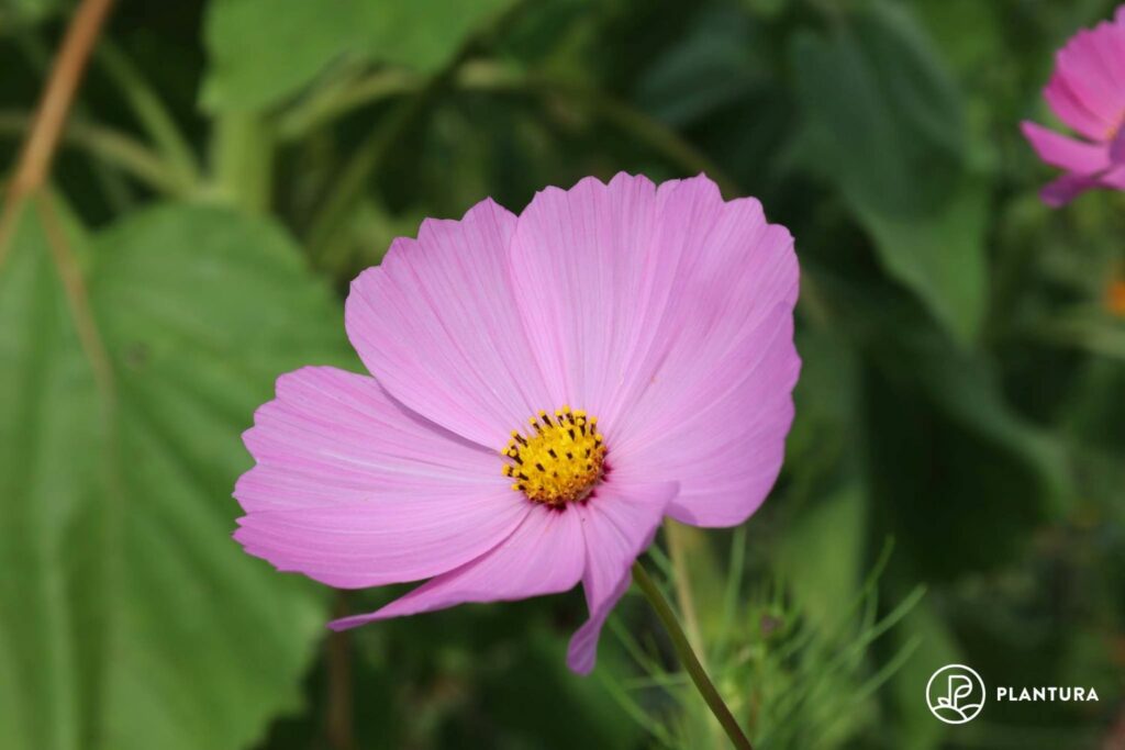 Cosmos in bloom