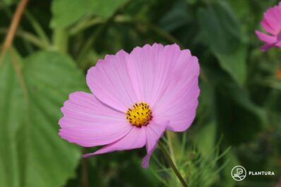 Growing cosmos: planting, sowing & care