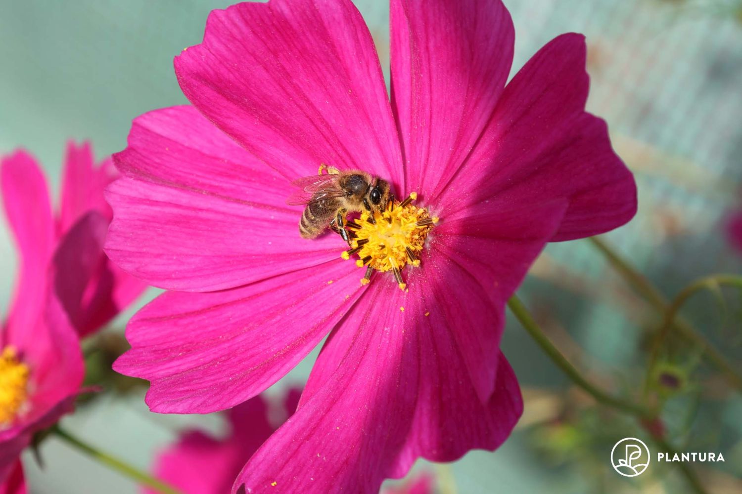 Cosmos profile, propagation & toxicity Plantura
