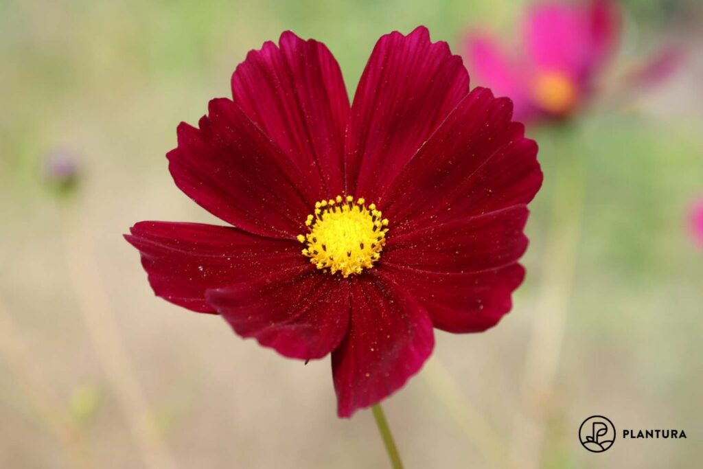 cosmos bippinatus gazebo