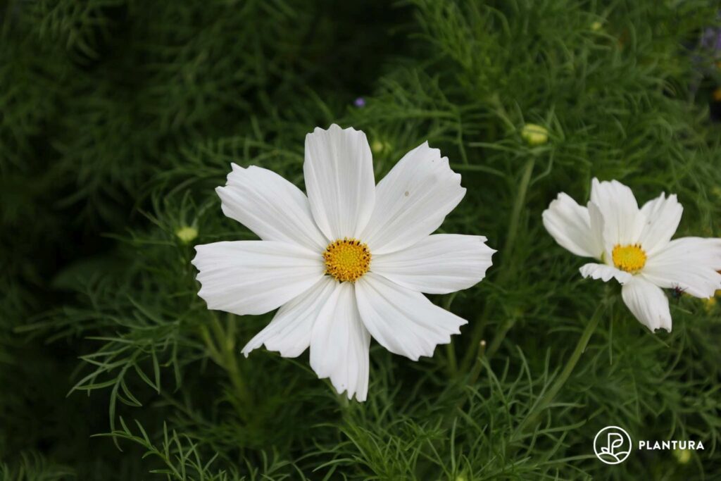 cosmos bippinatus sonata white