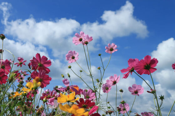 Cosmos varieties & species: the most beautiful at a glance