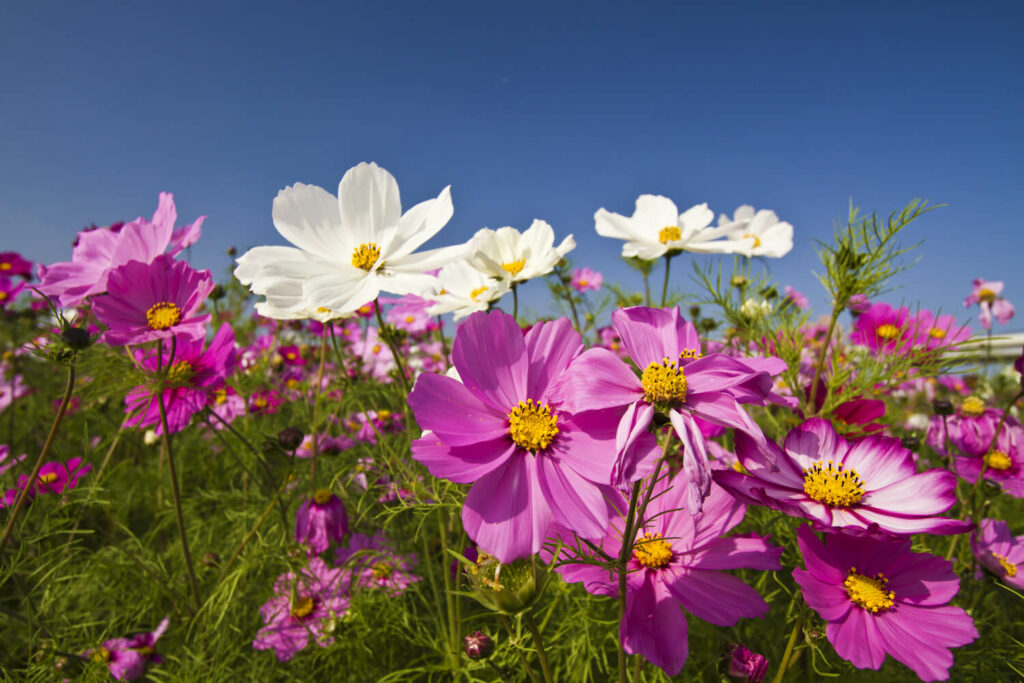 Cosmos plants