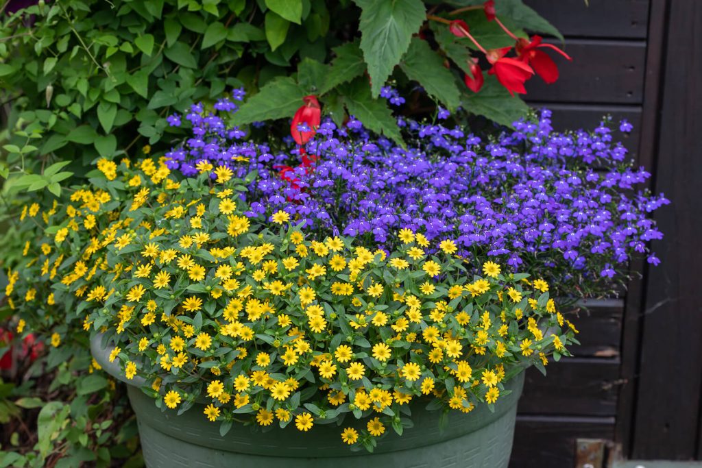 Creeping zinnia companion plants