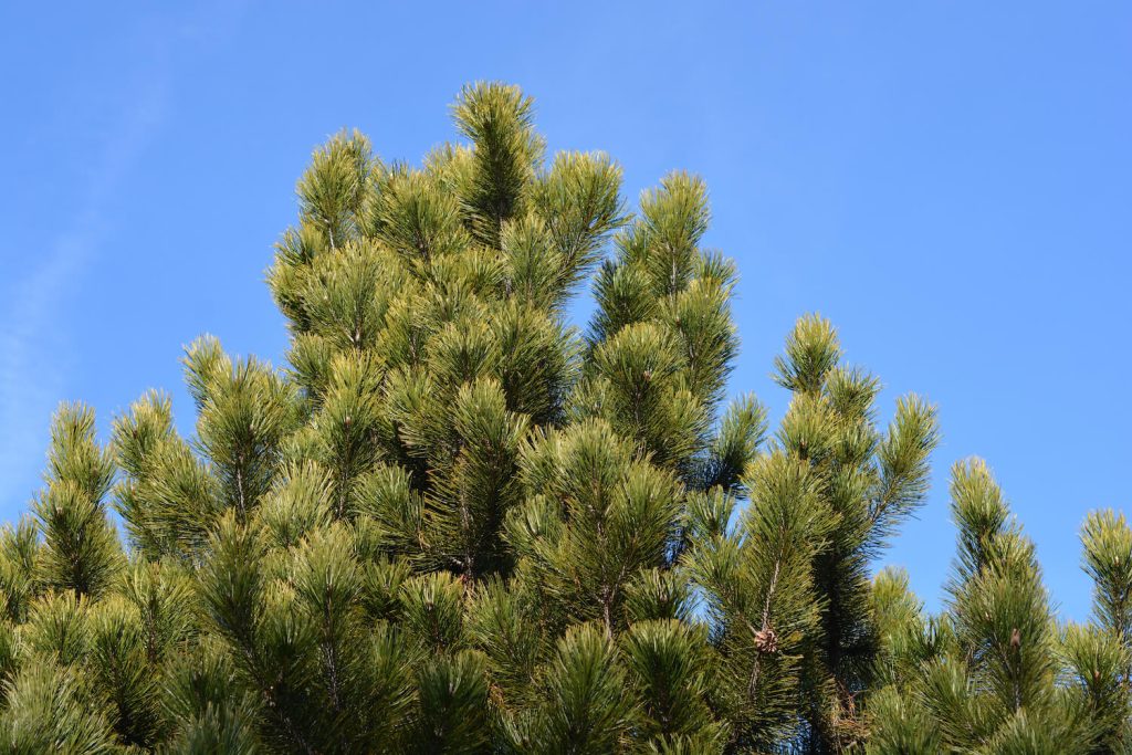 Crown of the Bosnian pine