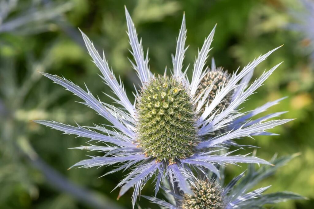 Eryngium alpinum flowers