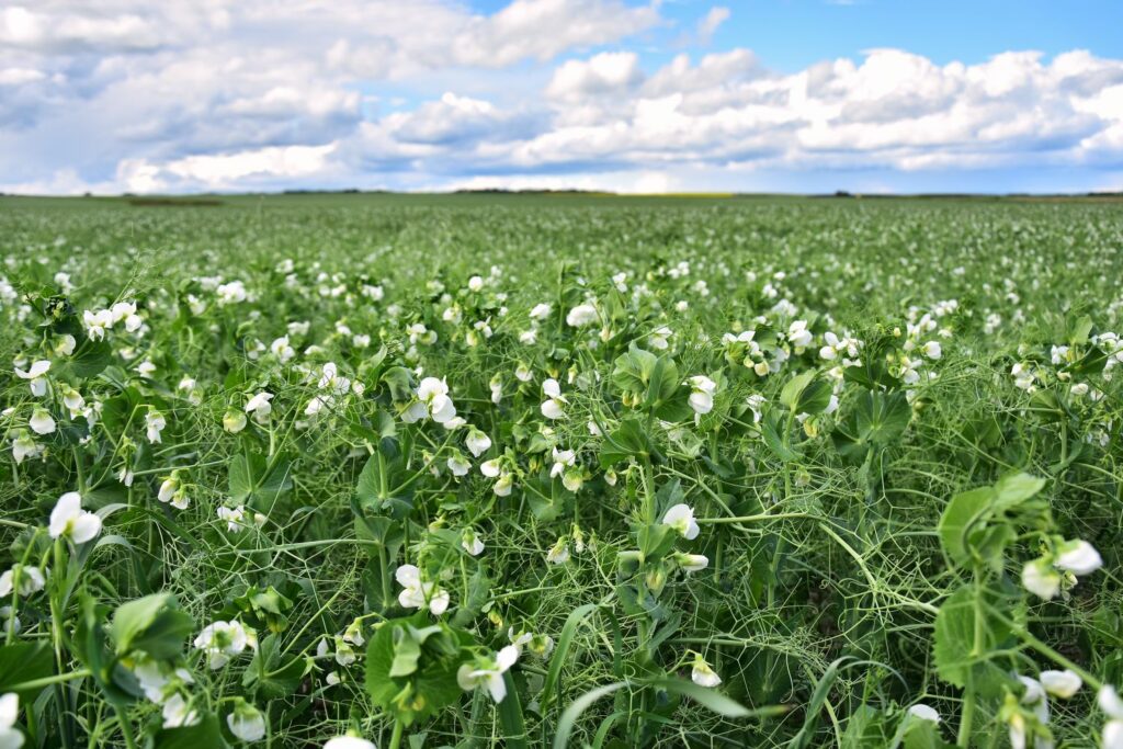 White flowers of field peas